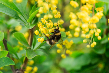 macro bee on yellow flower