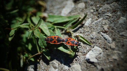 insect soldiers in pairing process