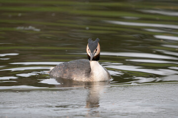 Gr&egrave;be hupp&eacute;