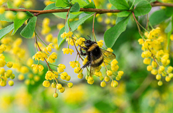 Macro Bee On Yellow Flower