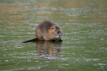Ragondin sur la glace