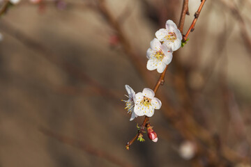 Spring flowering of apricot tree. Spring, bloom. Spring.