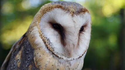 barn owl portrait