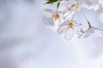 桜の花