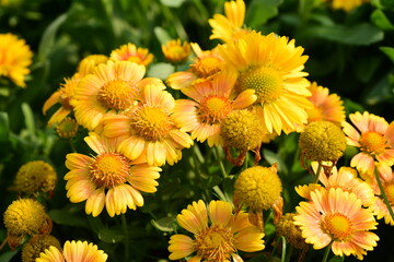 Beautiful yellow Gaillardia flowers blossom in a garden, Spring season