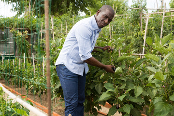 Man professional horticulturist working with seedlings of eggplant in garden