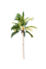 Palm tree or Coconut tree ,a green leaf isolation for summer background ,relax and vacation holiday summer concept
