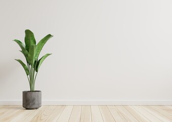 Empty room white walls with beautiful plants sideways on the floor.3d rendering.