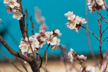 Spring flowering of apricot tree. Spring, bloom. Spring.