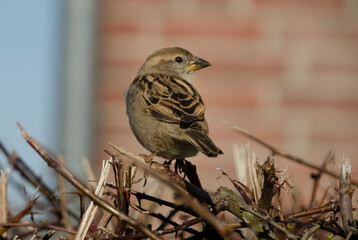 Ein Spatz auf einer Hecke