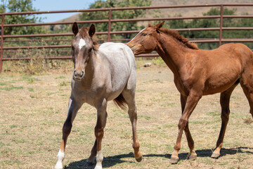 Naklejka na ściany i meble Baby Horses in Open Pasture