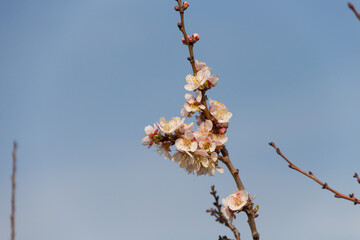 Spring flowering of apricot tree. Spring, bloom. Spring.