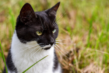 Naklejka na ściany i meble head of a black-and-white domestic cat close-up on a background of green grass, soft blur