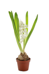 Beautiful blooming hyacinth plant on white background