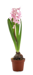 Beautiful blooming hyacinth plant on white background