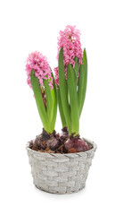 Beautiful blooming hyacinth plants on white background
