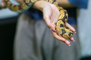 Close-up of a small boa snake with a beautiful pattern in the hand of a woman, tame and cute, can be your friend. Not as fierce as we thought