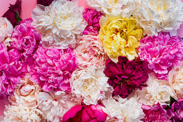 colorful peonies on pink background