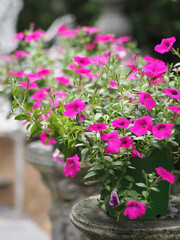 Wave dark pink Cascade color, Family name Solanaceae, Scientific name Petunia hybrid Vilm, Large petals single layer Grandiflora Singles flower in green blooming in garden nature background