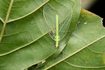 Green lacewing, Ceraeochrysa anceps, Satara, Maharashtra. India