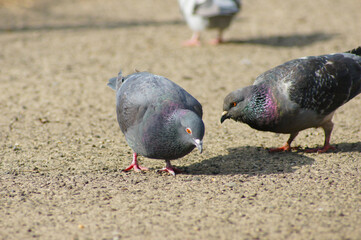 Obraz premium ハト