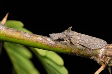 Leafhopper, Ledra aurita, Satara, Maharashtra, India