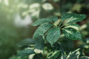 green leaves with raindrops in summer