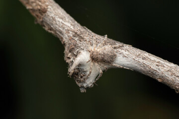 Running crab spider, Philodromus vulgaris, Satara, Maharashtra, India