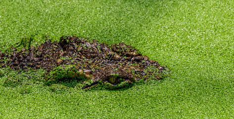 Crocodile is waiting for pray in the green water, Wildlife crocodile, Alligator or crocodile animals eyes closeup green background.