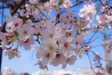 Obraz premium 桜と空