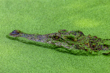 Crocodile is waiting for pray in the green water, Wildlife crocodile, Alligator or crocodile animals eyes closeup green background.