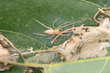 Sac spider, Clubiona terrestris, Satara, Maharashtra. India