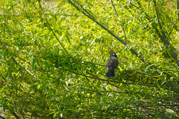 木と野鳥