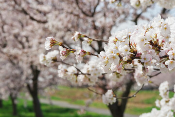 桜並木