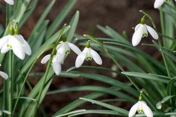 Snowdrops spring flowers. It blooms beautifully in the grass at sunset. A delicate snowdrop is one of the symbols of spring.