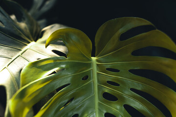 Close-Up Of  Dark green leaves