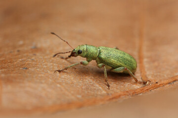Phyllobius argentatus is a weevil 