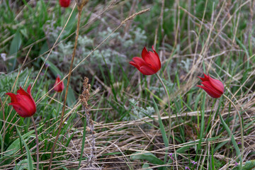 Fototapeta premium Wild tulips in Kazakhstan fields. Wild spring flowers. 