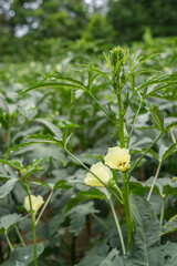 Okra plant growing in home garden in Asia,
nature concept with sunset warm light, agriculture industry, Lady finger farming