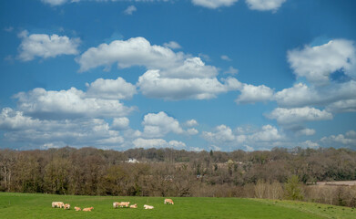 cows in the meadow with blue cloudy sky