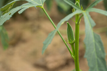 Okra plant growing in home garden in Asia,
nature concept with sunset warm light, agriculture industry, Lady finger farming