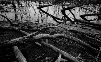 Dead tree in degraded mangrove forest. Environmental crisis from crimate change, pollution, sedimentation. Degradation and destruction of mangrove forest. Coastal crisis. Dark background for death. - obrazy, fototapety, plakaty