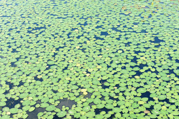 연못이나 늪에서 자라는 수생 식물
