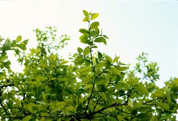 하늘을 향한 감나무