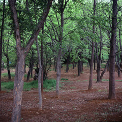 산속의 나무숲에서 휴식을