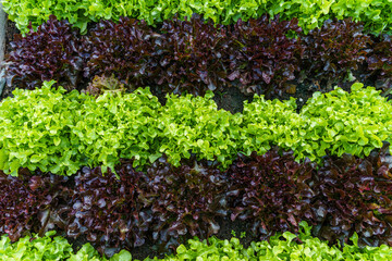 Beautiful organic green and red oak lettuce or Salad vegetable garden on the soil growing,Harvesting Agricultural Farming.