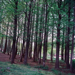 산속의 나무숲에서 휴식을