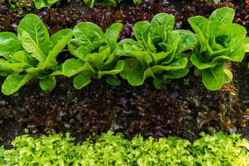 Beautiful organic Butterhead ,Mini Cos, green and red oak lettuce or Salad vegetable garden on the soil growing,Harvesting Agricultural Farming.