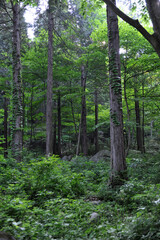 산속의 나무숲에서 휴식을