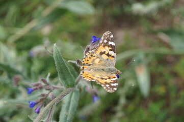 thistle butterfly on a flower